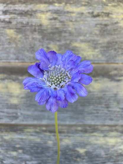 Scabiosa - Fama Blue