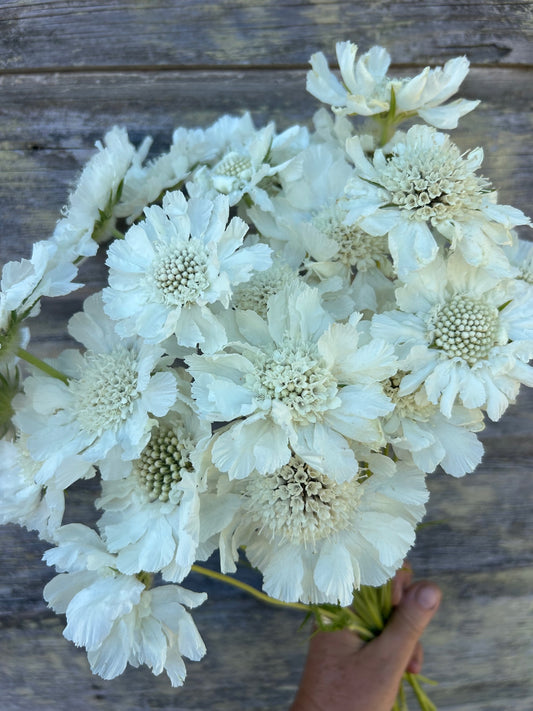 Scabiosa - Fama White