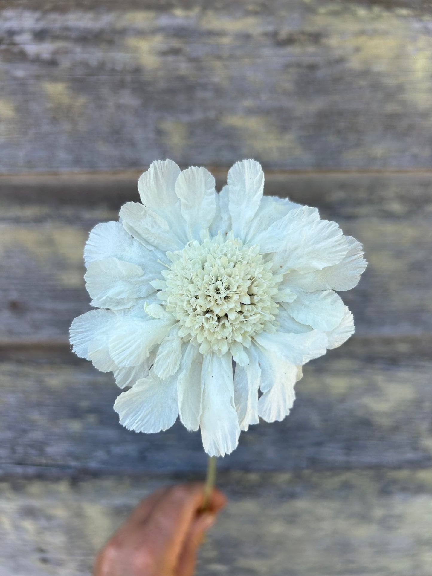 Scabiosa - Fama White