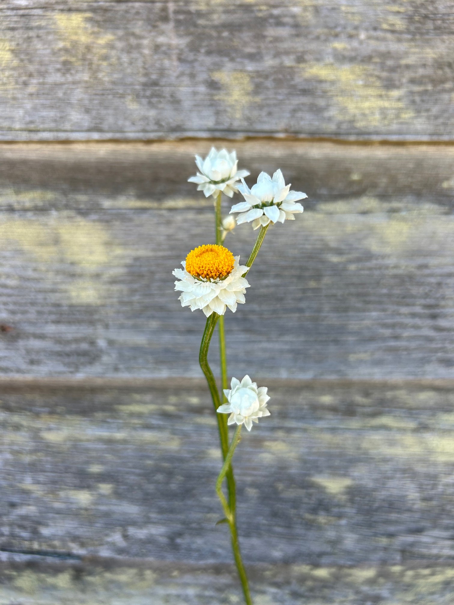 Ammobium - Winged Everlasting - Thumbnail 2