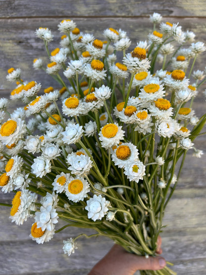 Ammobium - Winged Everlasting
