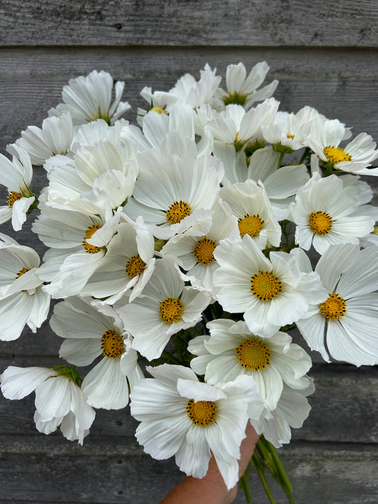 Cosmos - Afternoon White