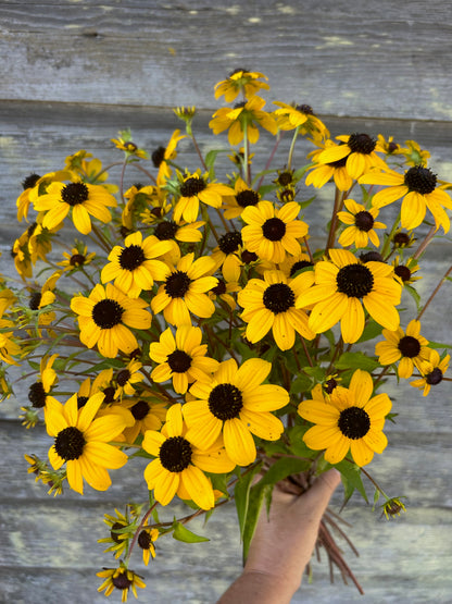 Rudbeckia - Triloba Macau