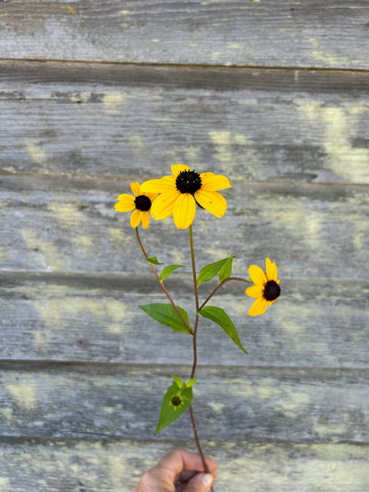 Rudbeckia - Triloba Macau