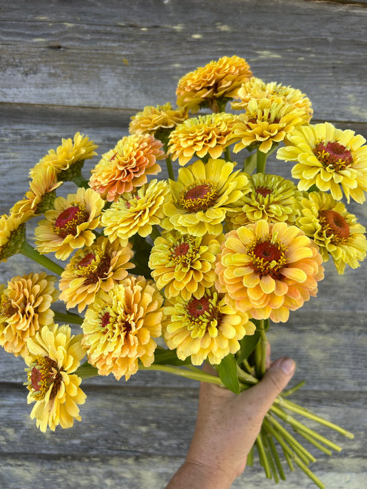 Zinnia - Queeny Lemon Peach