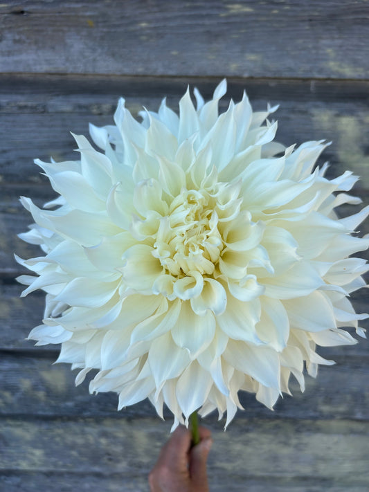 KA's® Papa John - LIMIT 1