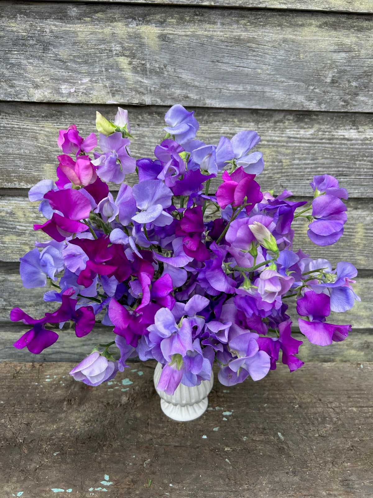 Sweet Pea - Summer Berries Mix – The Farmhouse Flower Farm