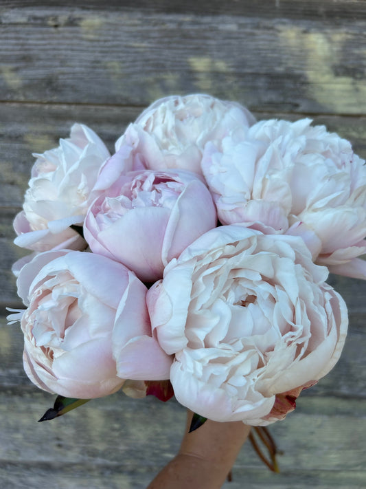 Peony - Nick Shaylor