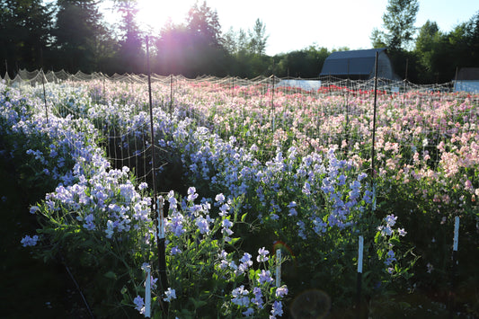 Sips & Sweets in the Sweet Peas - Saturday, July 18th 5:00 - 7:00pm