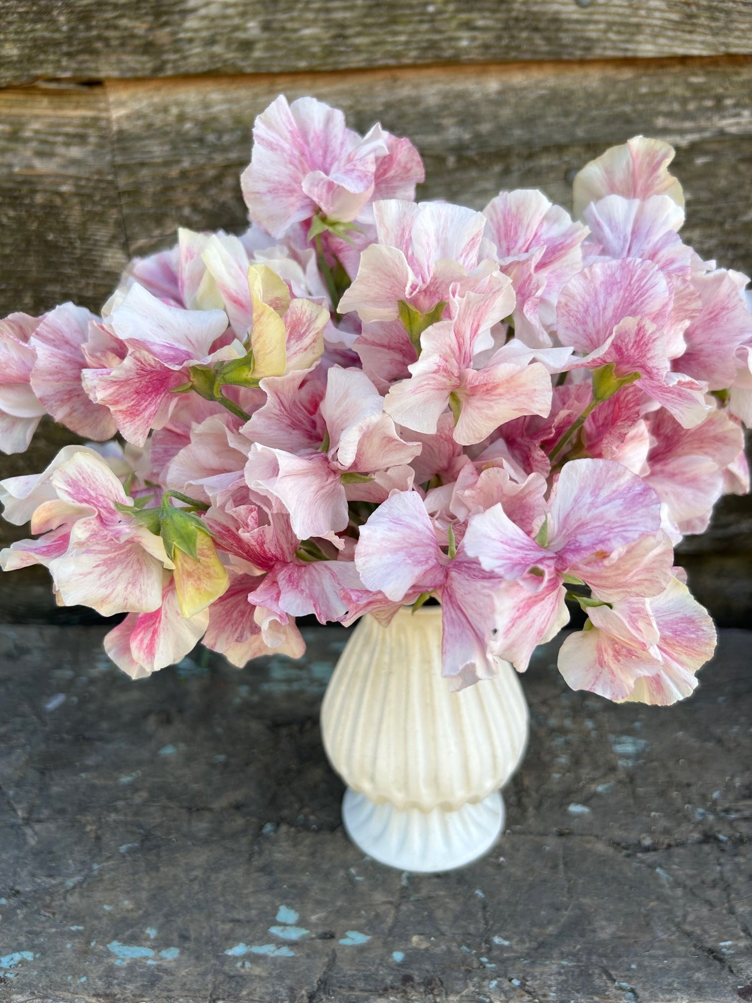 Sweet Pea Raspberry Sweet Pea - Raspberry Flake – The Farmhouse Flower Farm