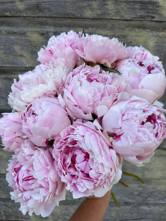 Peony - Sarah Bernhardt