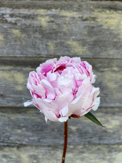 Peony - Sarah Bernhardt