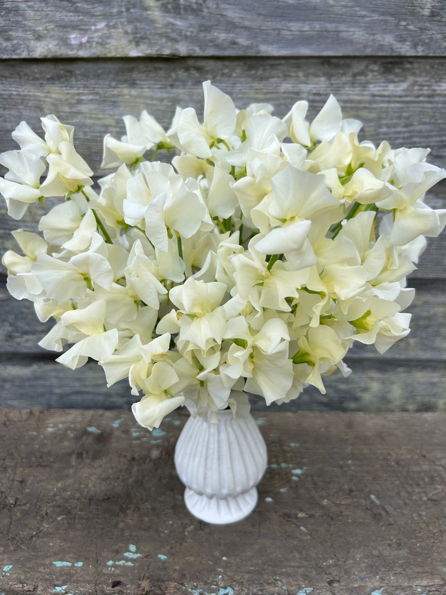 Sweet Pea - Winter Sunshine Cream