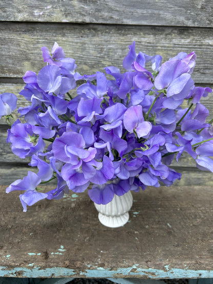 Sweet Pea - Winter Sunshine Light Blue