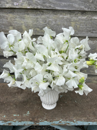 Sweet Pea - Winter Sunshine White