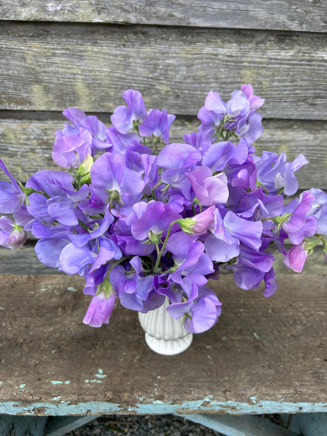 Sweet Pea - Winter Sunshine Lavender – The Farmhouse Flower Farm