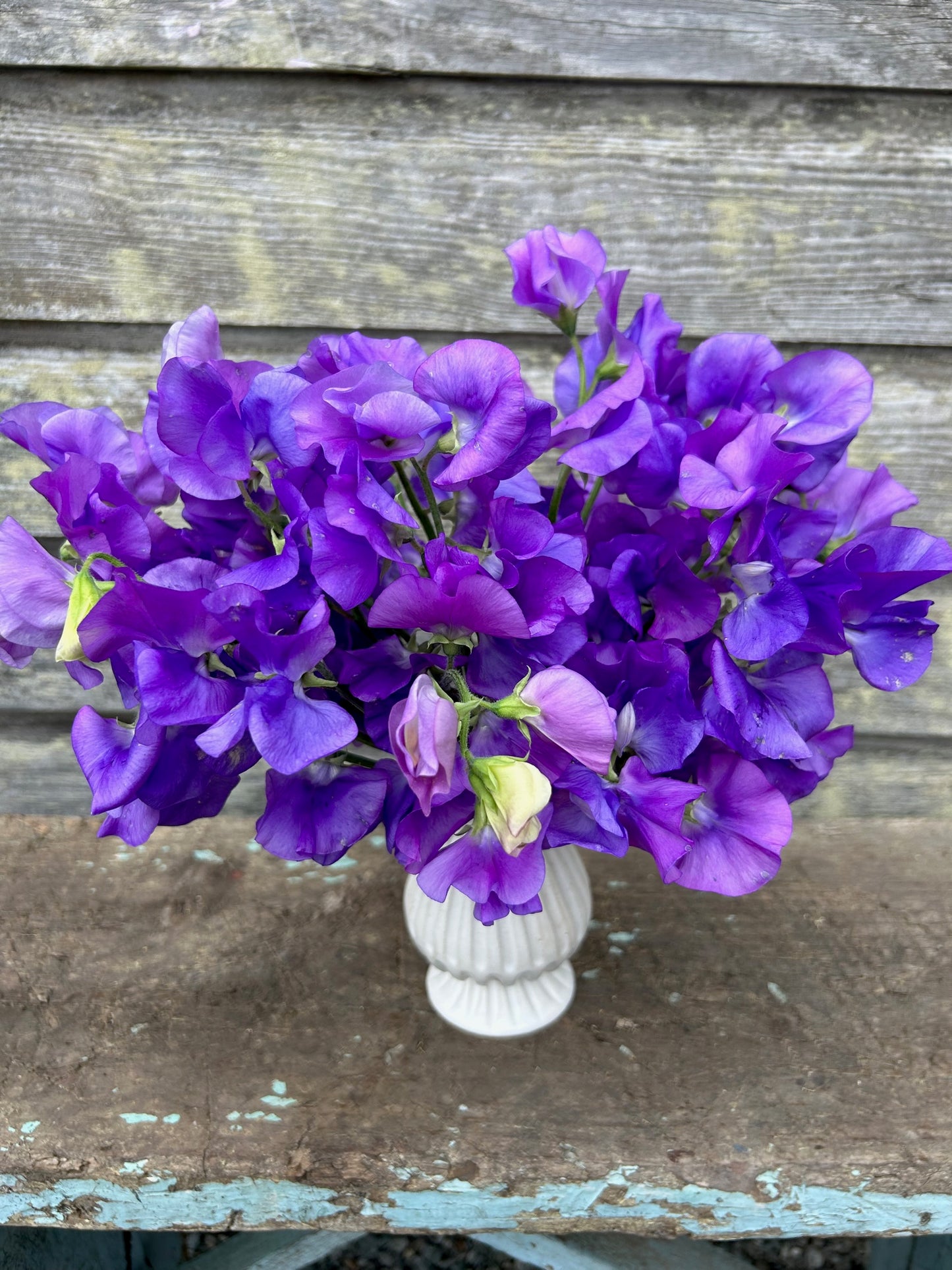 Sweet Pea - Winter Sunshine Mid Blue