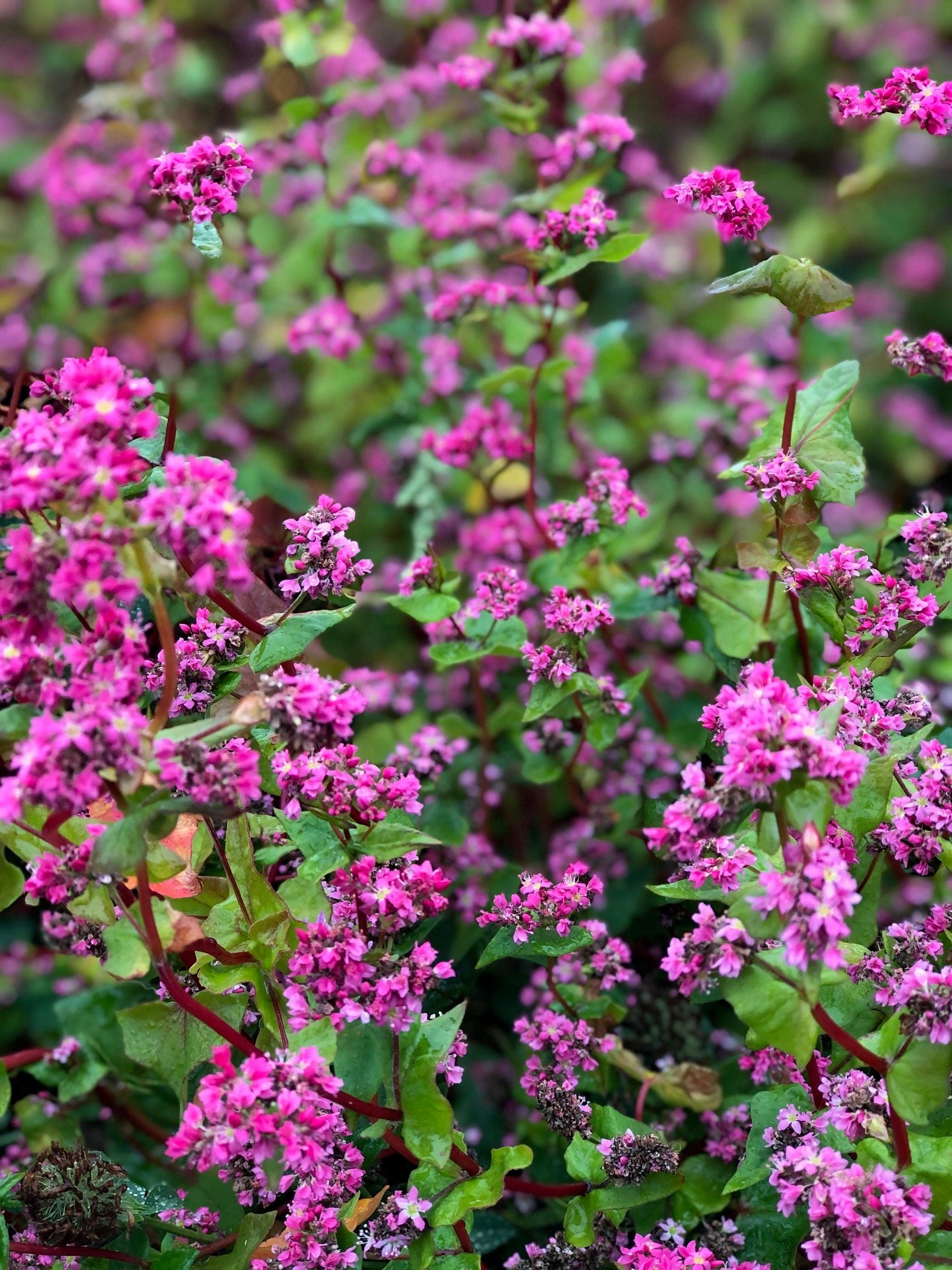 rose red soba seeds Buckwheat