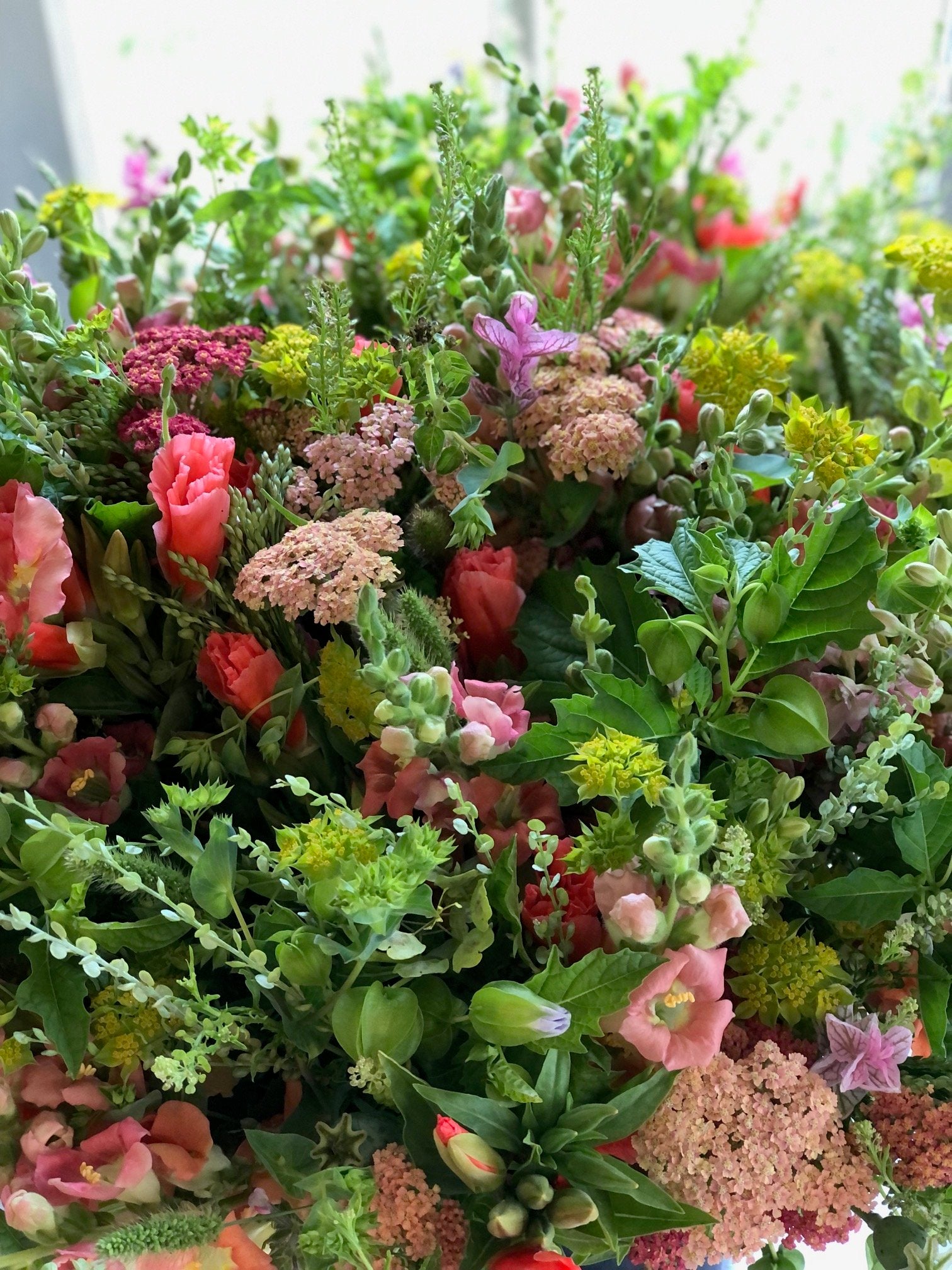 Bupleurum Griffithi The Farmhouse Flower Farm bupleurum-griffithi-the-farmhouse-flower-farm