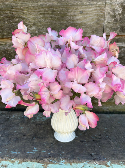 Sweet Pea - Deborah Devonshire