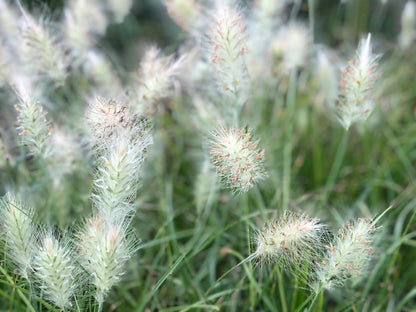Feathertop Grass