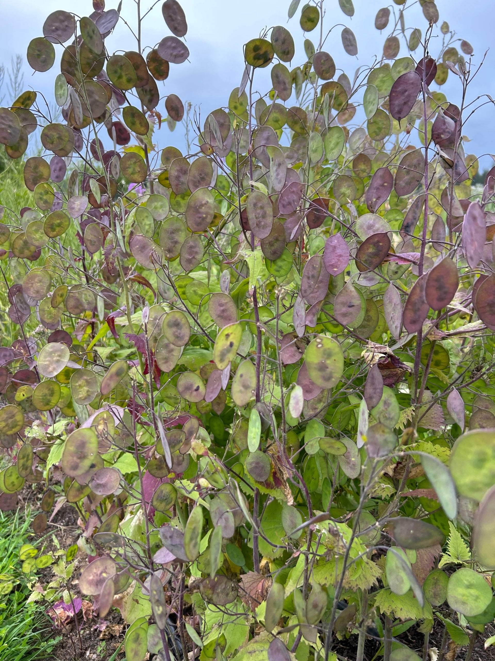 money plant with purple flowers Lunaria