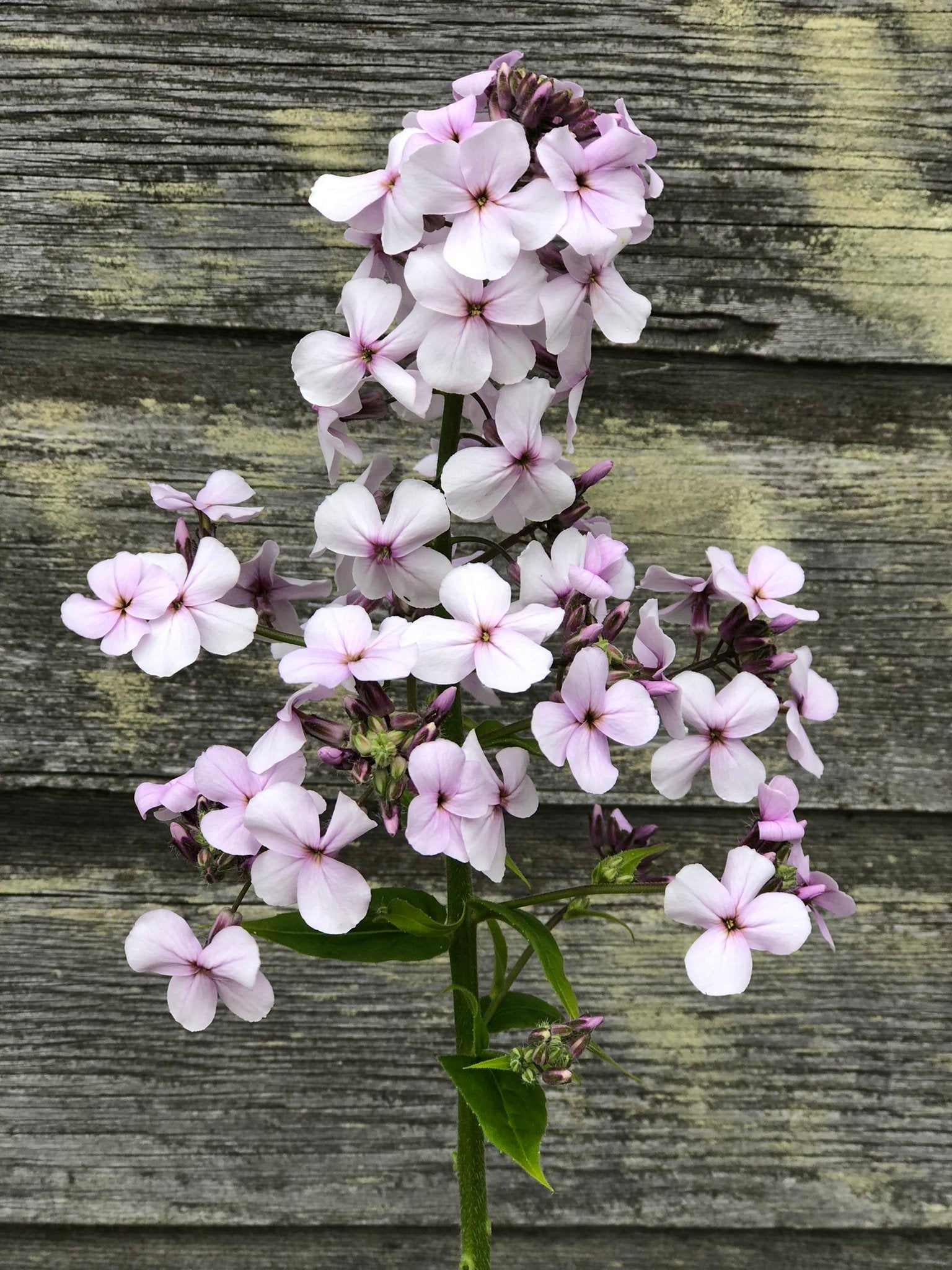 sweet rocket flower seeds Sweet Rocket