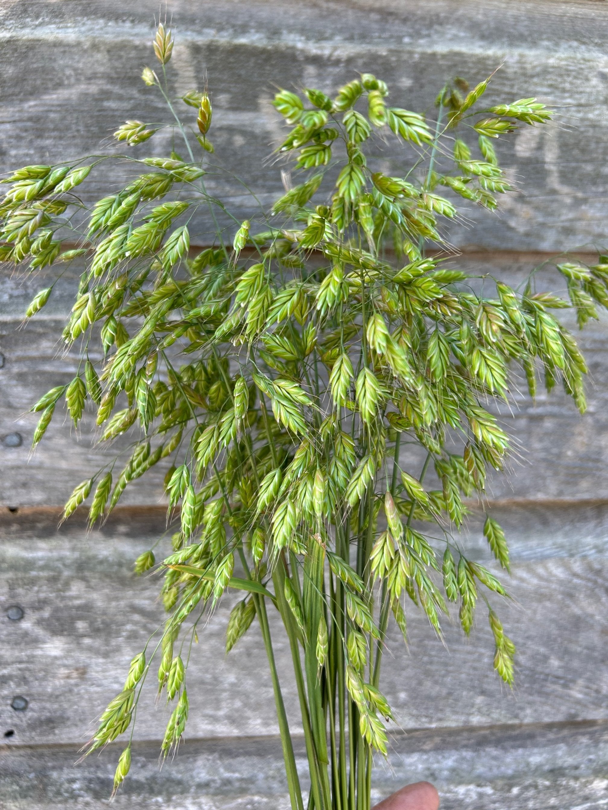 Northern Sea Oats – The Farmhouse Flower Farm