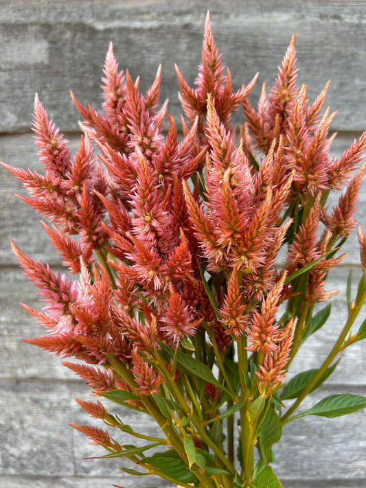 Celosia - Celway Terracotta