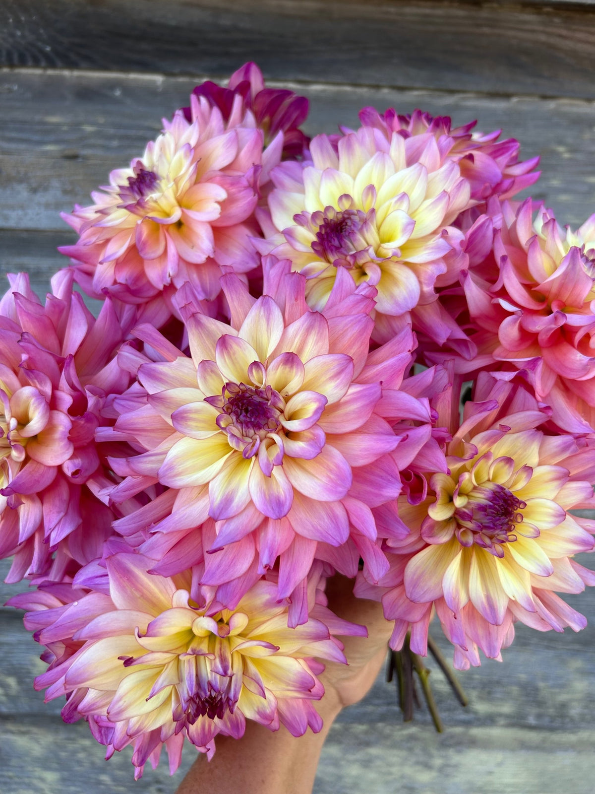 Bahama Mama – The Farmhouse Flower Farm