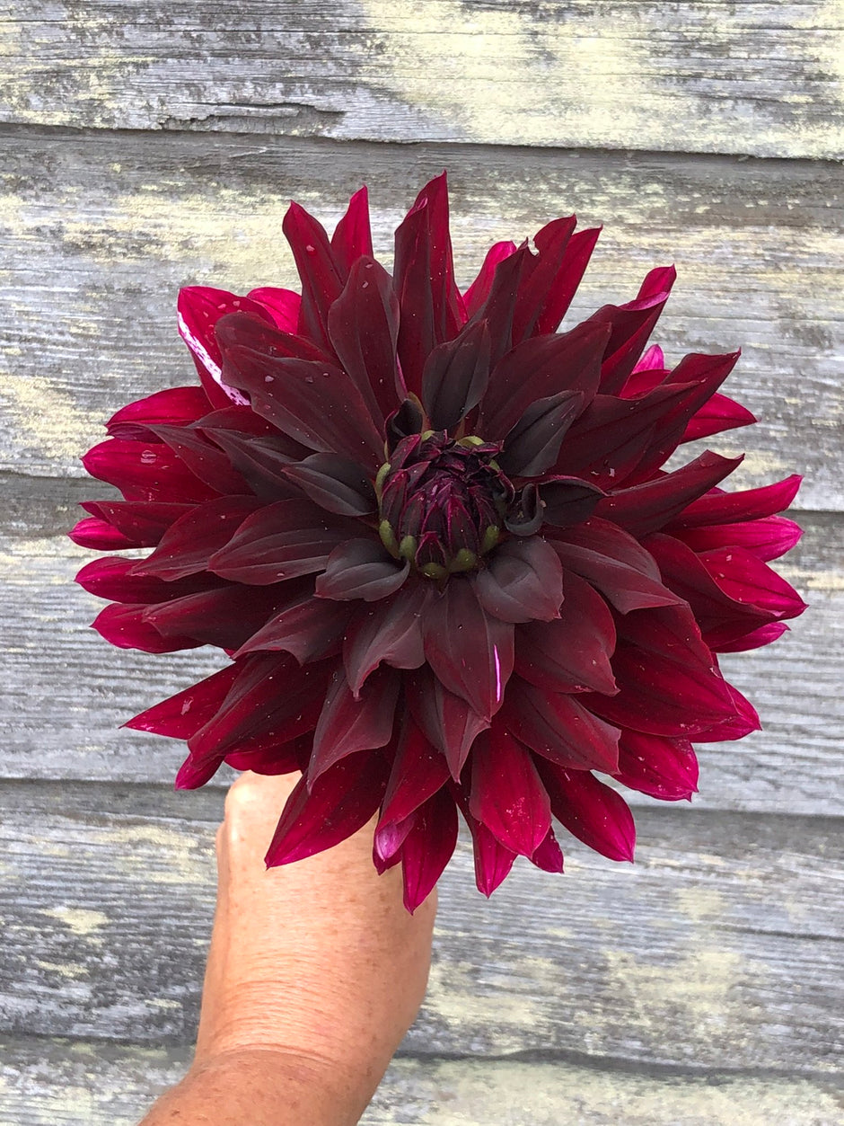 Dahlia Tubers for Cut Flowers | Annual Blooms – The Farmhouse Flower Farm
