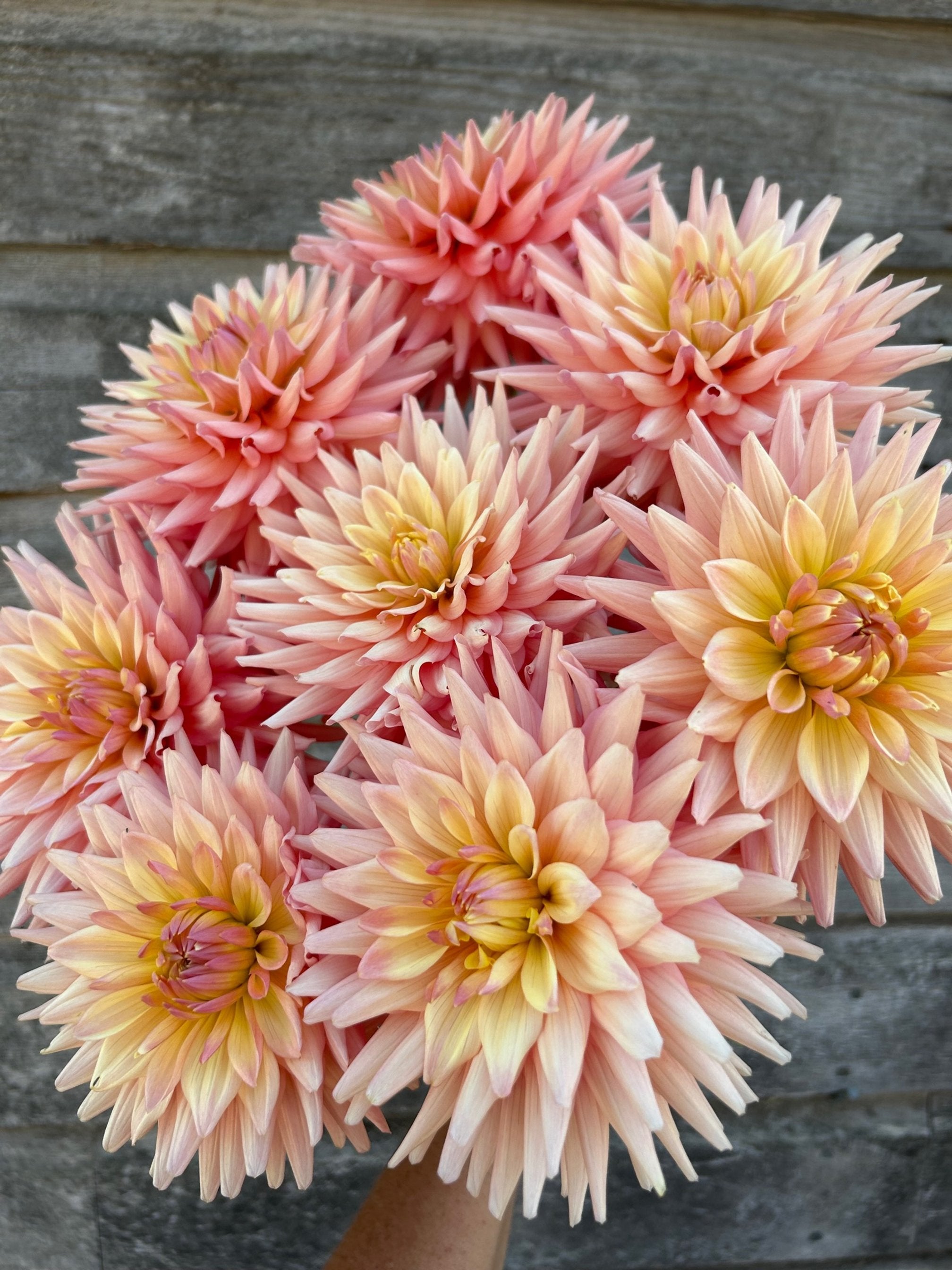 Ruskin Michelle LIMIT 1 The Farmhouse Flower Farm Ruskin michelle limit 1 the farmhouse flower farm