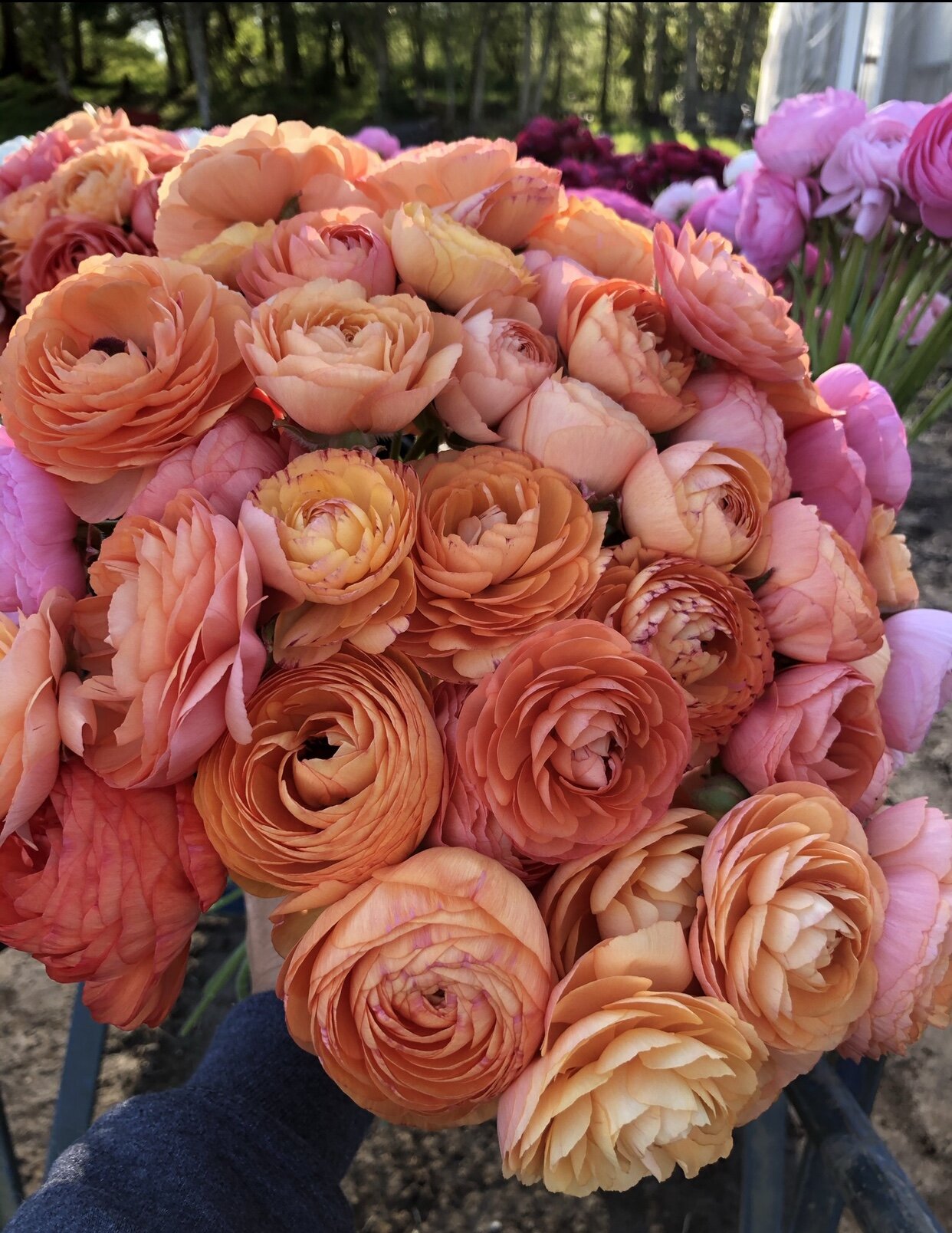 Champagne Ranunculus Specialty Bulbs – The Farmhouse Flower Farm