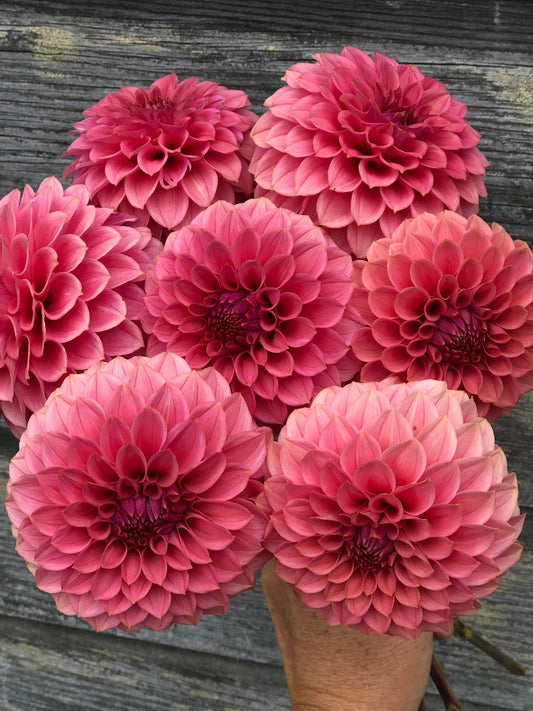 KA's® Keltie Rose - LIMIT 1