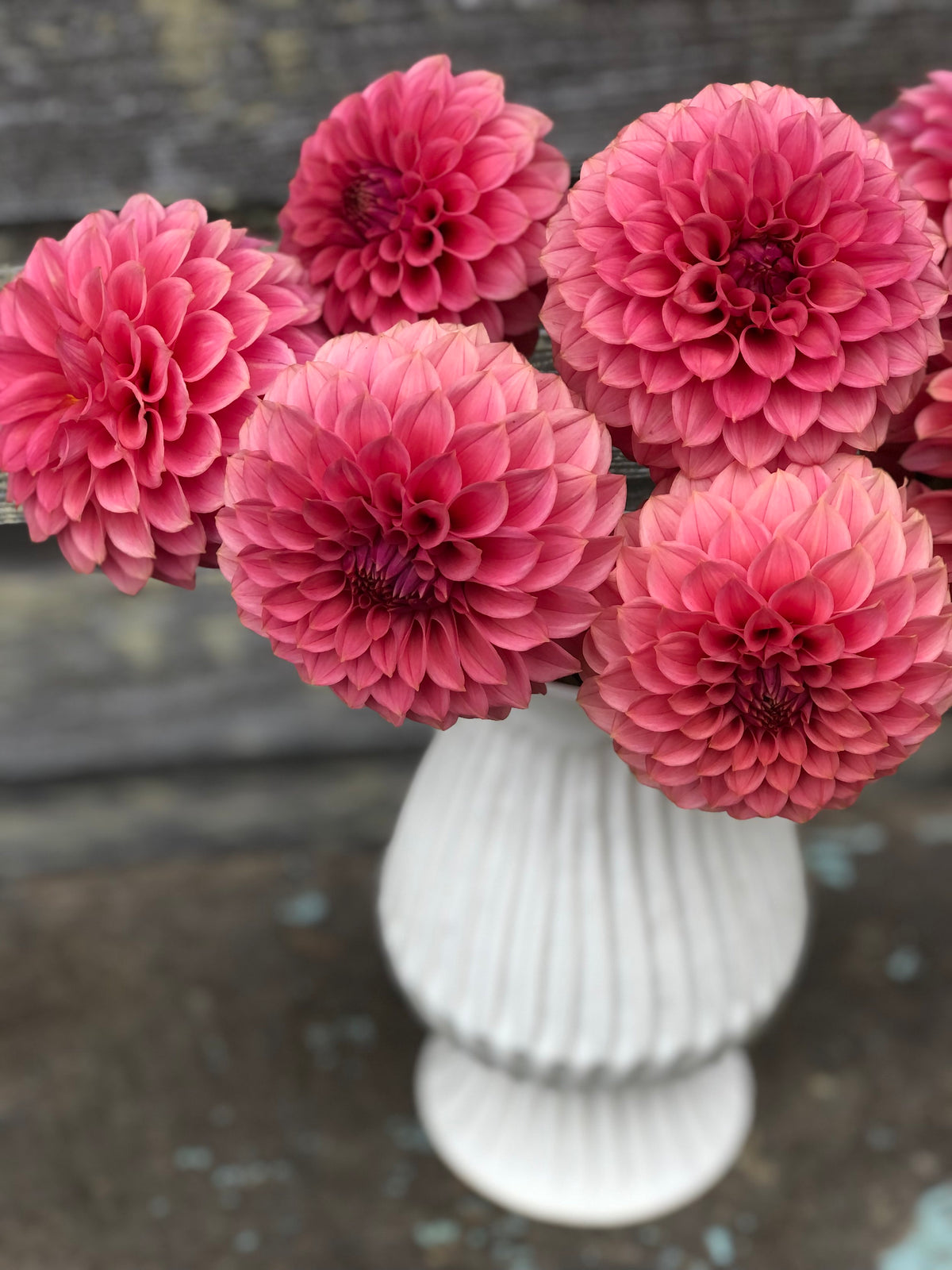 KA's® Keltie Rose – The Farmhouse Flower Farm