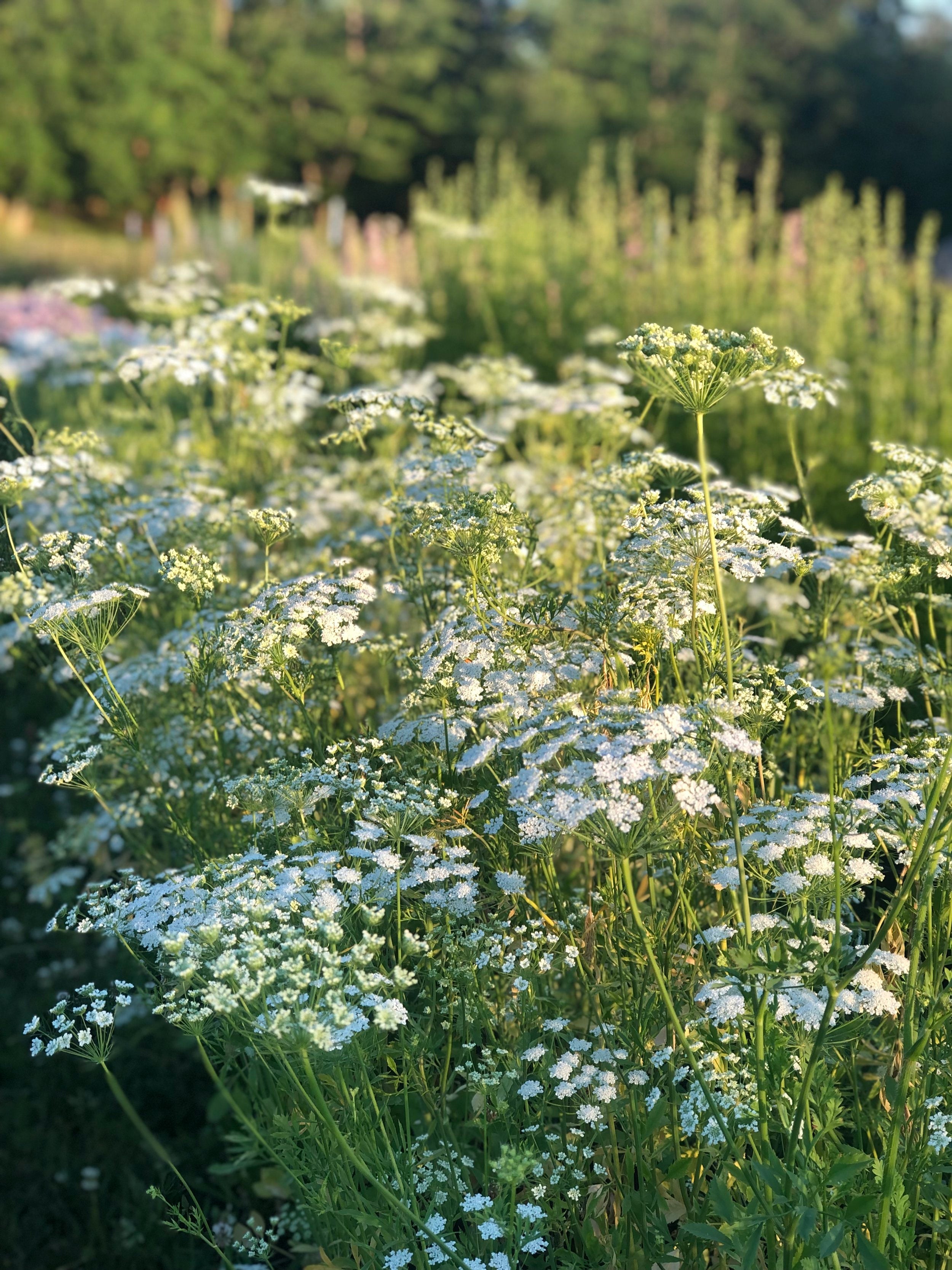 Queen Anne's Lace - Queen of Africa – The Farmhouse Flower Farm