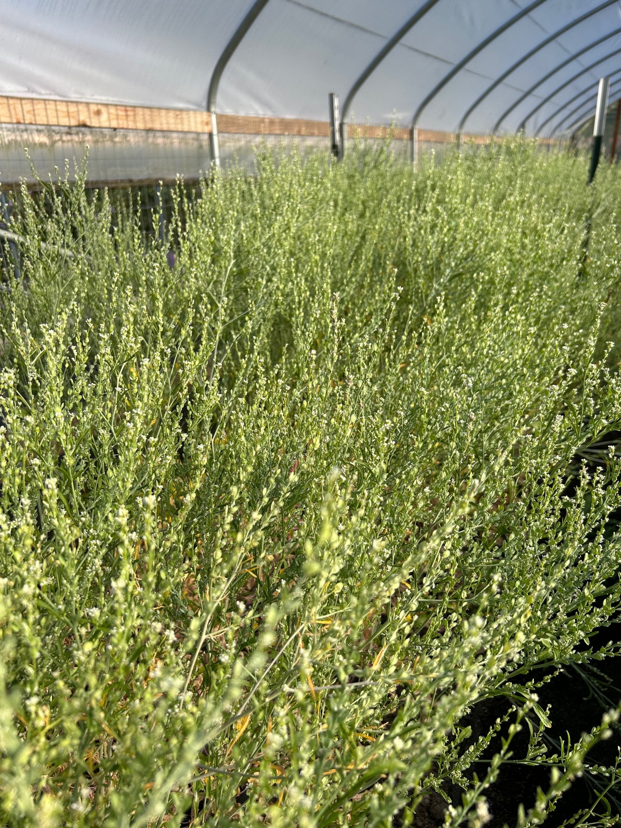 Cress - Persian Cress – The Farmhouse Flower Farm