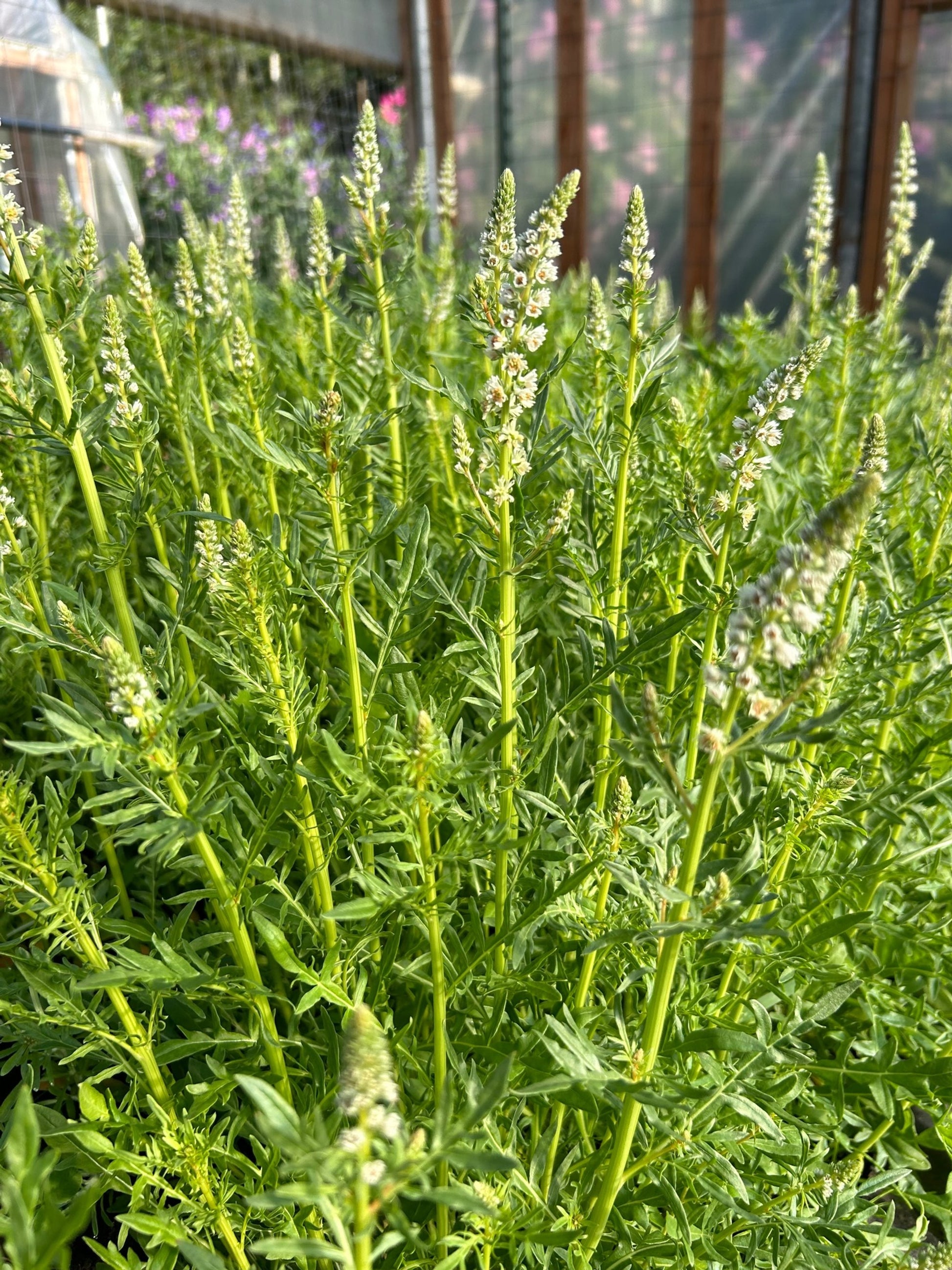 mignonette flower seeds Mignonette