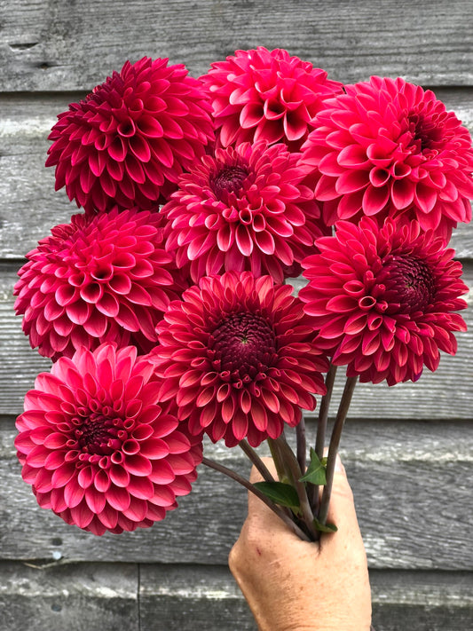 KA's® Keltie Cherry - LIMIT 1