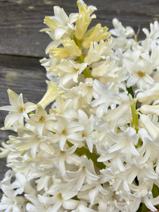 Hyacinth - Carnegie