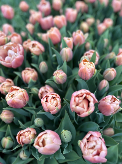 Tulip - La Belle Epoque