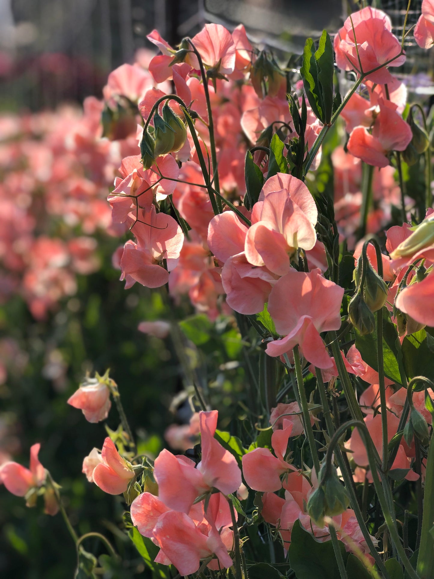 Sweet Pea - Apricot Queen