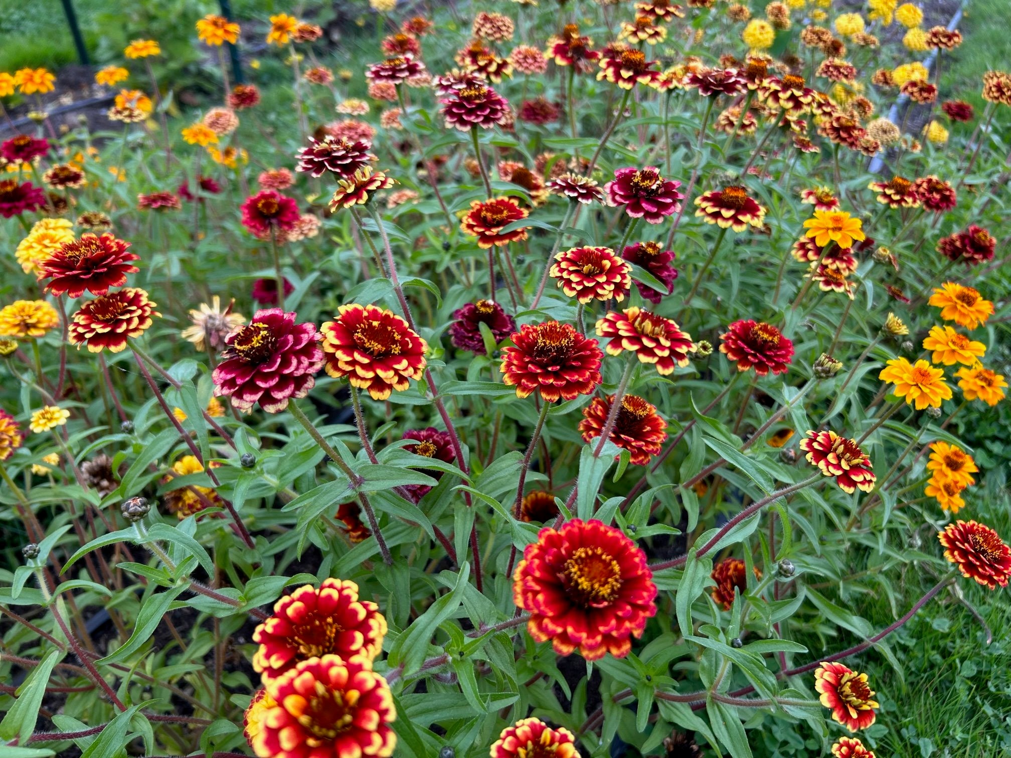 Zinnia - Aztec Sunset – The Farmhouse Flower Farm