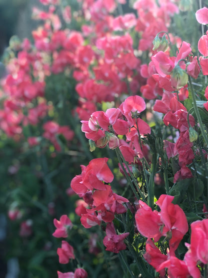 Sweet Pea - Edith Flanagan