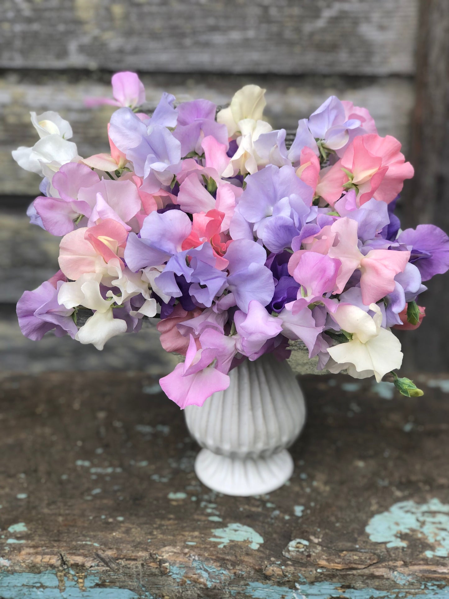 Sweet Pea - Cotton Candy Mix