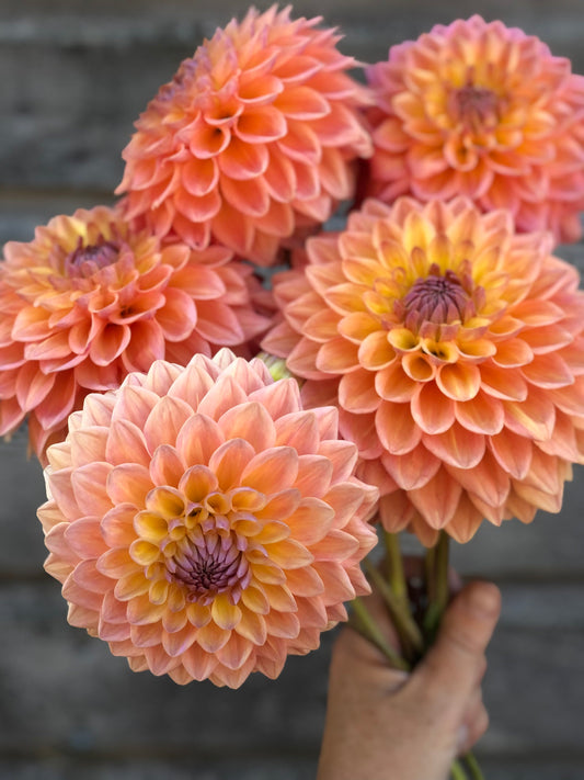 Dikara Jodie - LIMIT 1