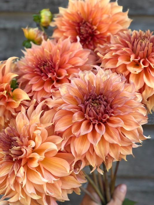 Summer Rain - LIMIT 1