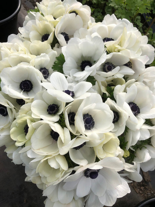 Anemone White