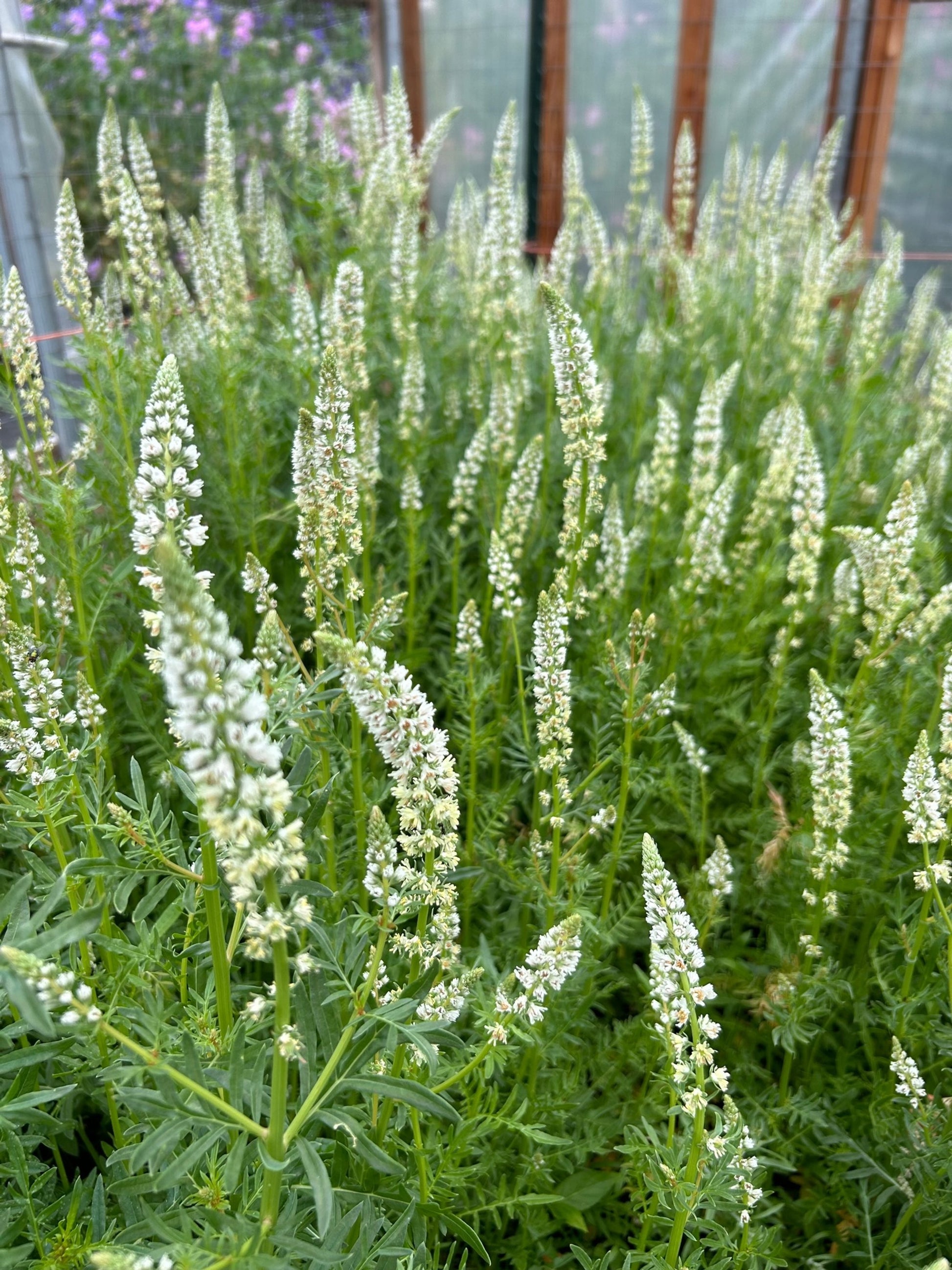 mignonette flower seeds Mignonette