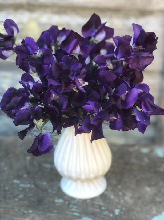 Sweet Pea - Mammoth Navy